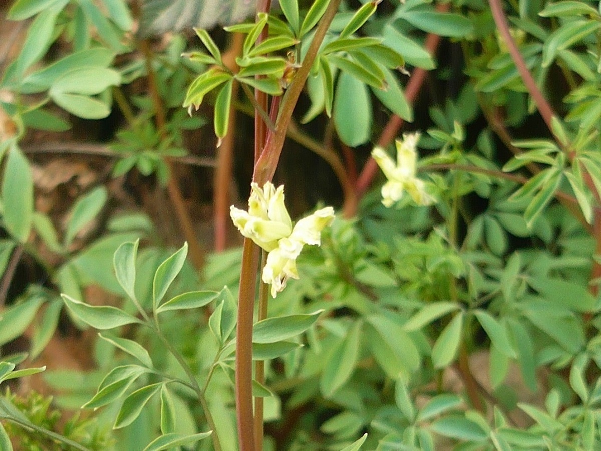 Ceratocapnos claviculata (Papaveraceae)